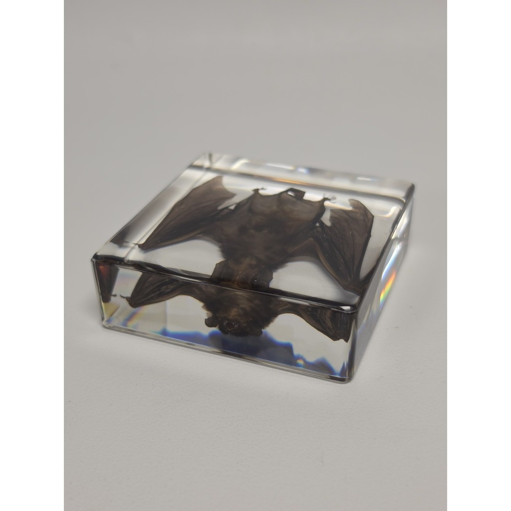 REAL Bat In Resin Block Bat Oddities Weird Strange Odd Creepy Bizarre Mystical - Picture 3 of 5